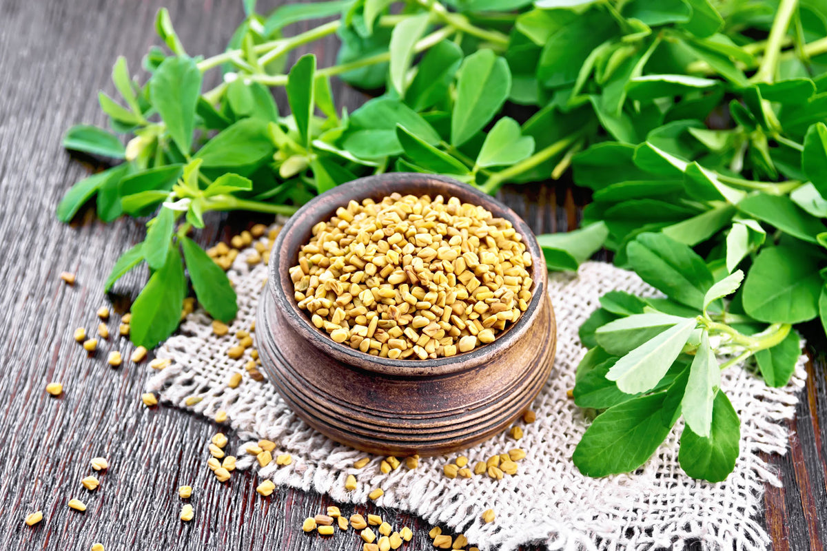 Can Fenugreek Boost Your Testosterone Levels? Noophoric