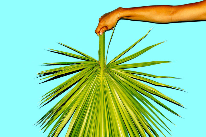 Saw Palmetto and Testosterone: What Research Shows