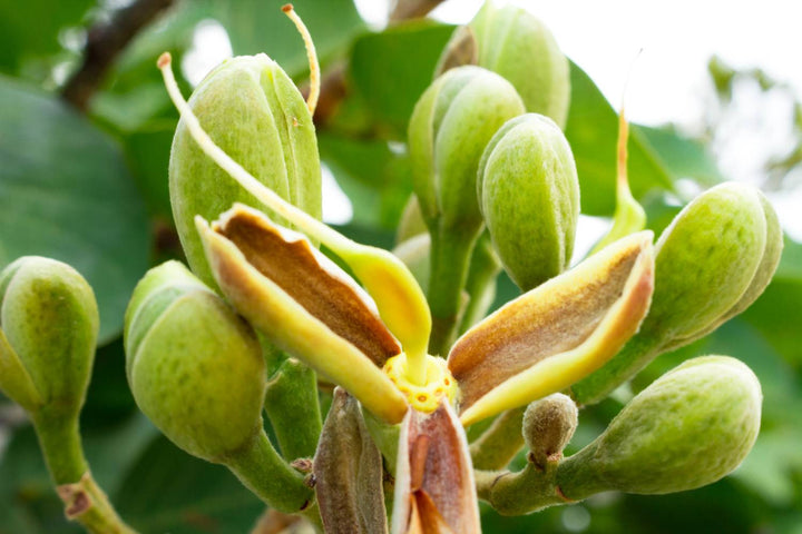pequi oil used with realistic hair-care expectations