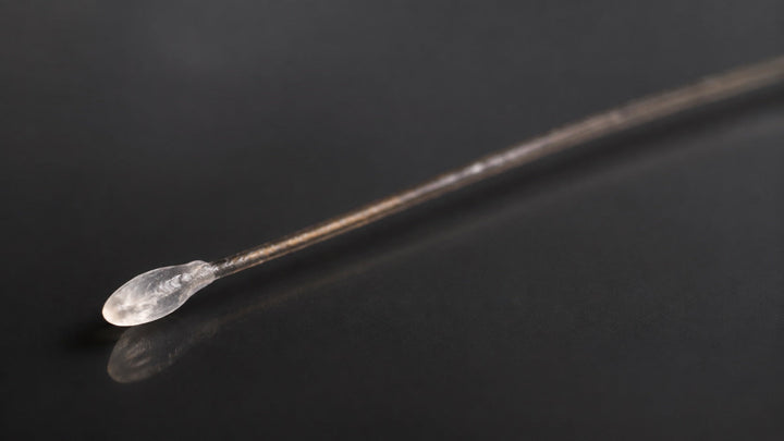 Macro photograph of the translucent white club bulb on a naturally shed hair