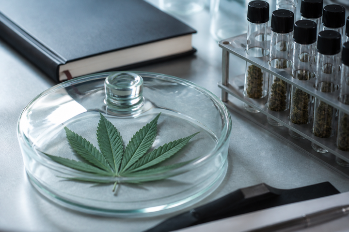 Neutral research-oriented still life with an unlit cannabis leaf specimen under glass, laboratory notebook closed, and sealed sample vials, no people, no smoke, no lifestyle glamour, cool editorial macro photography.