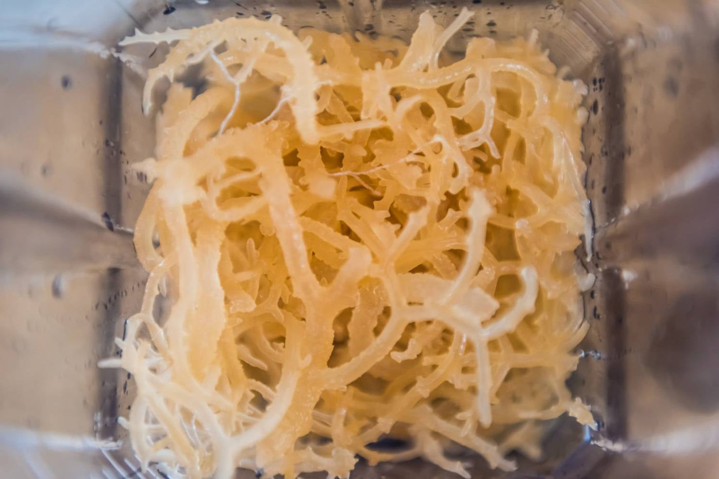 Dried sea moss and prepared gel with iodine safety guidance