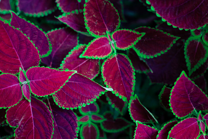 Can Coleus Forskohlii Boost Testosterone Production in Men?