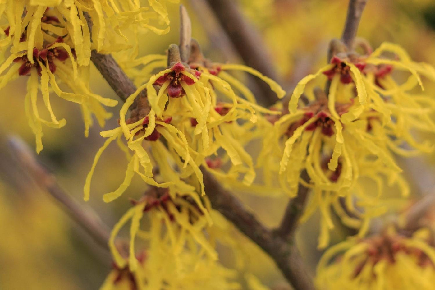 witch hazel for hair used with realistic hair-care expectations